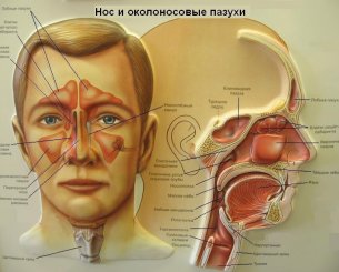 Общие симптомы синусита, основные принципы лечения заболевания